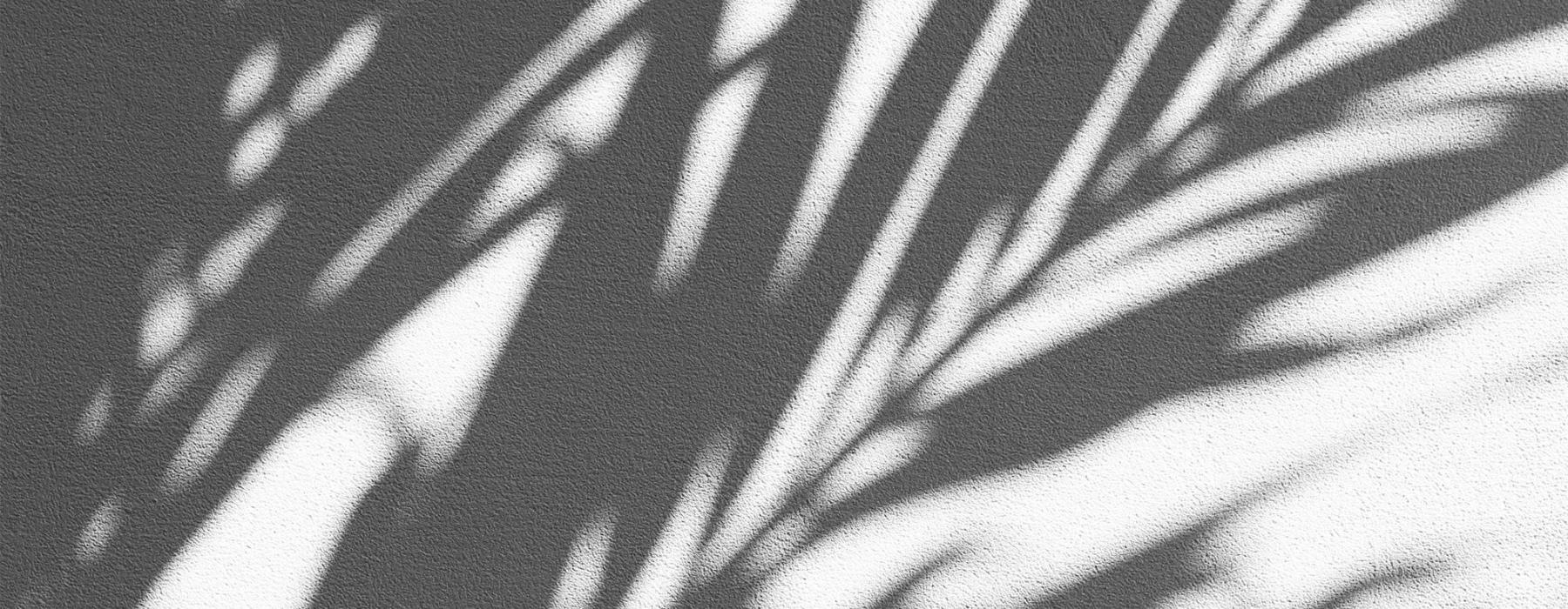 a close-up of palm leaf shadows